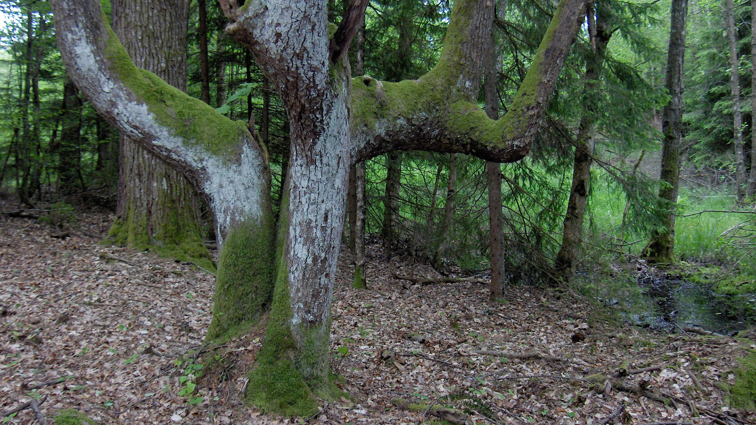 Kulturmiljö och ökad biologisk mångfald i skogen