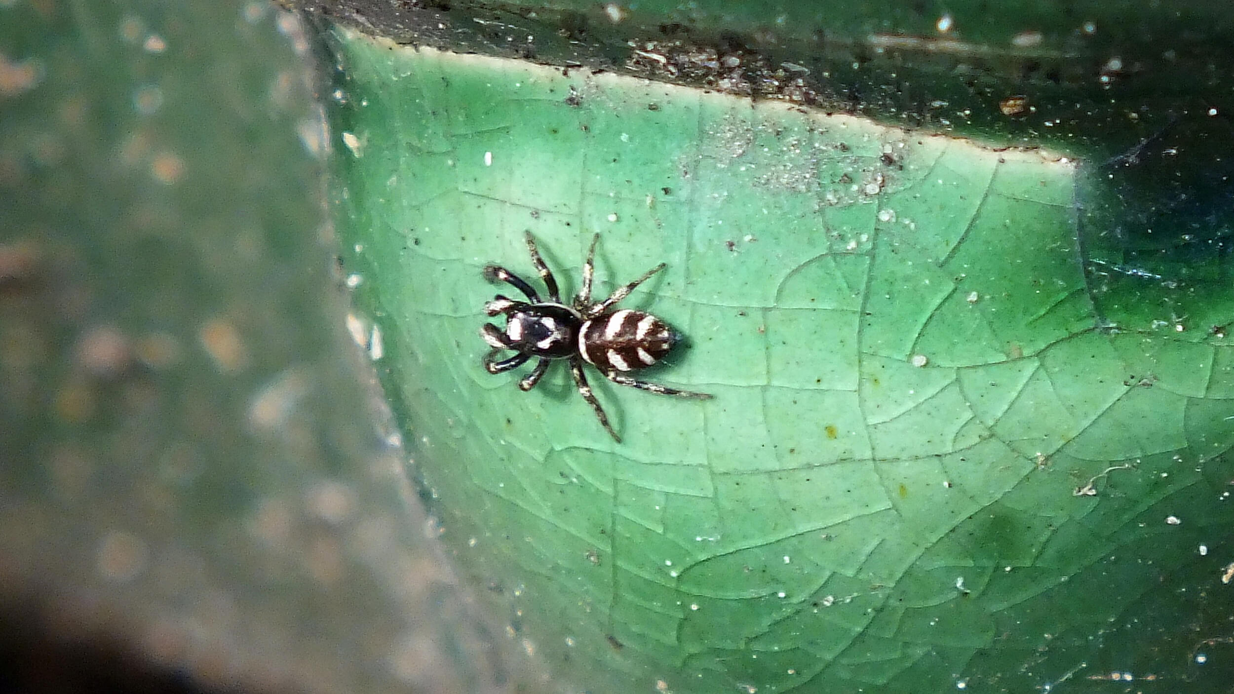 En spindel på ett blad.