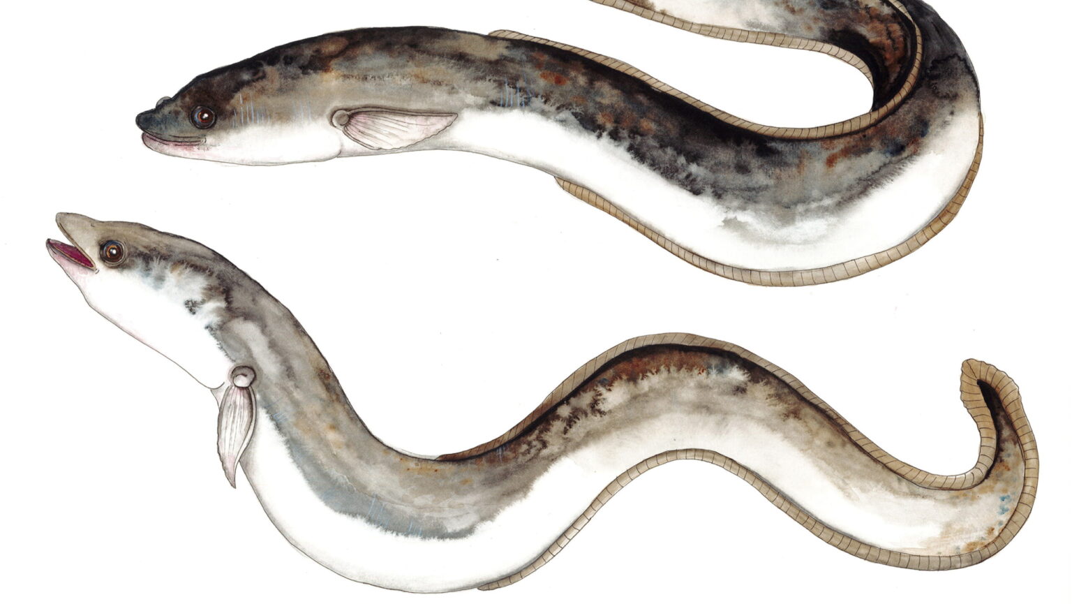 att-f-nga-en-l-dr-tter-fiskeredskap-och-hotet-mot-len