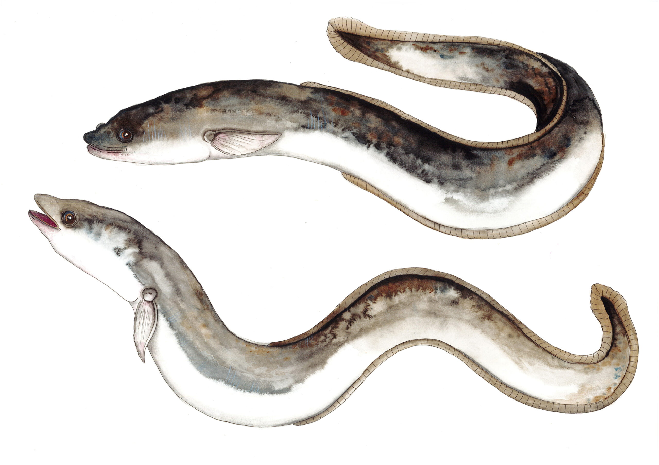 Att fånga en ål – drätter, fiskeredskap och hotet mot ålen