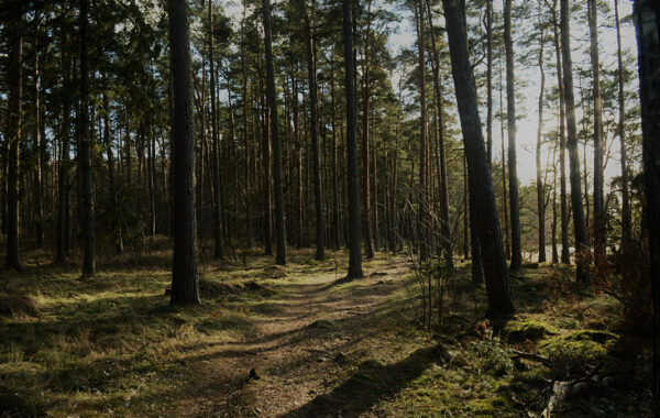 Webbinarieserie om skogens fornlämningar: Jakt och fångst + kommunikation