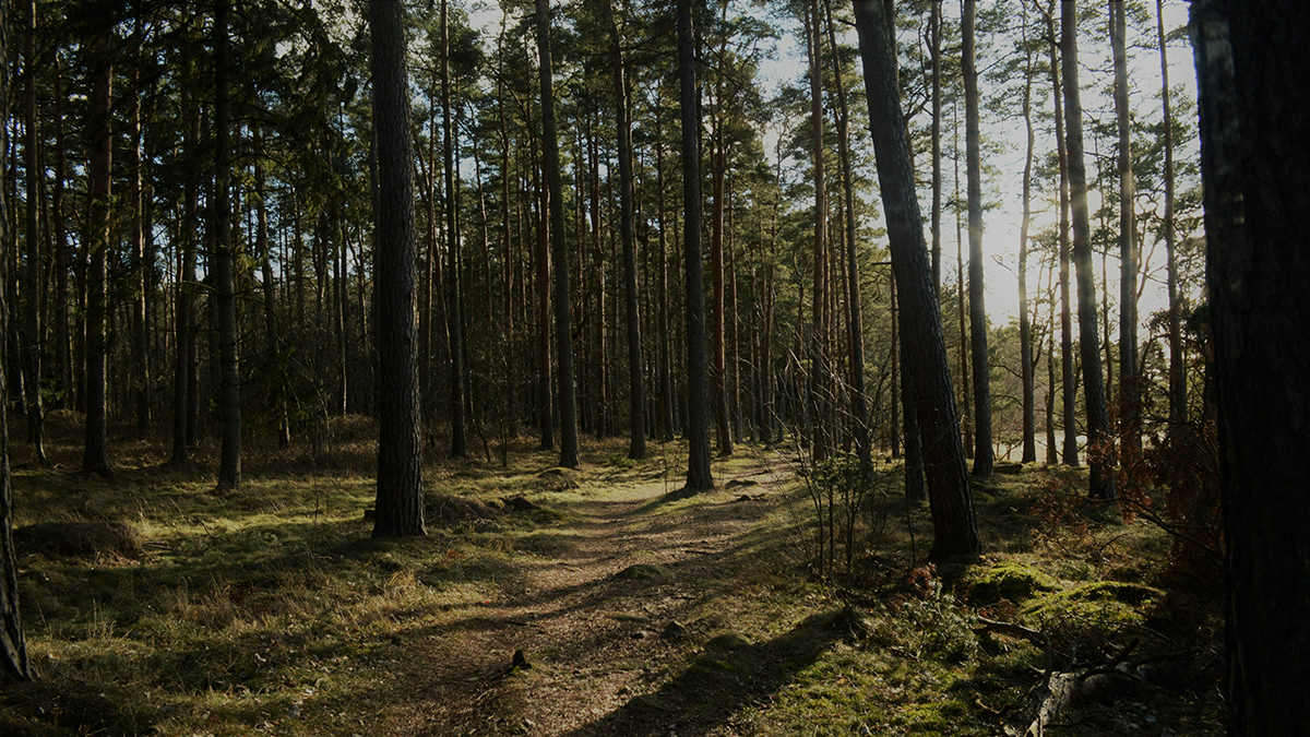 dario-krejci-skog-kalmar-unsplash-webb
